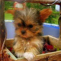 teacup dog in wooden box