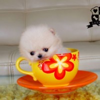 teacup dog on tea plate
