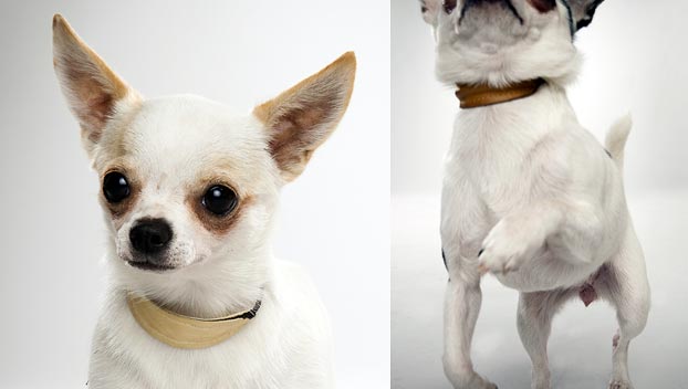 the chihuahua is a small but smart dog