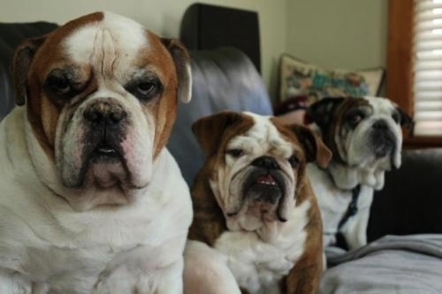 the great bulldog expressions funny picture