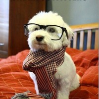 the scarf funny dog pictures