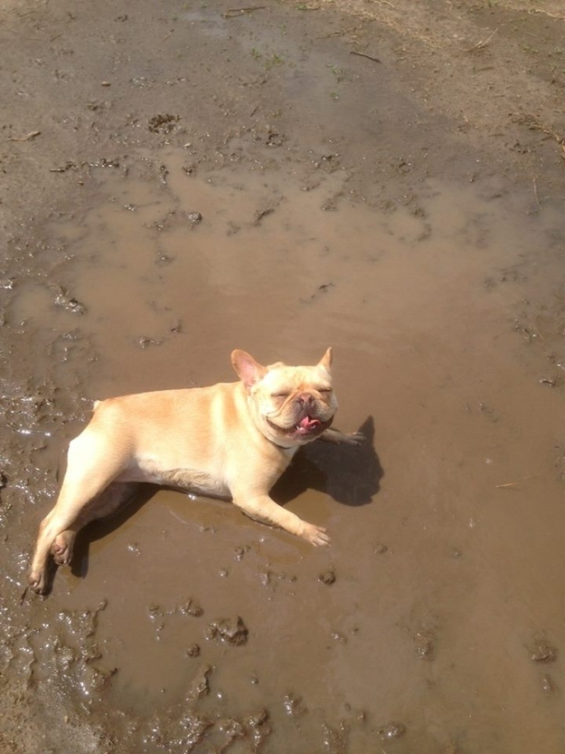 this pug like to rock n roll in mud funny picture