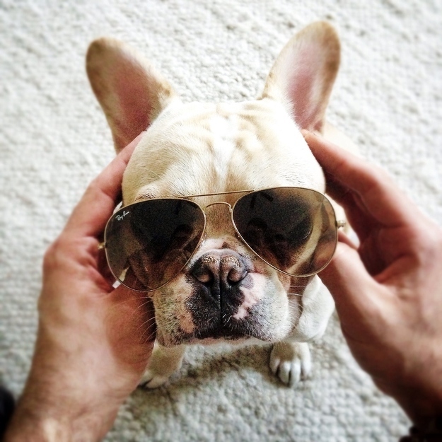 this rayban suits better on me funny dog picture