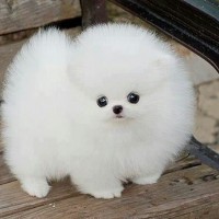 top teacup dog picture
