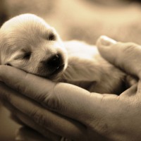 very little and Cute puppy sleeping on hands