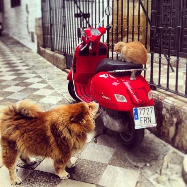 wanna have a ride offer by cat to dog funny picture