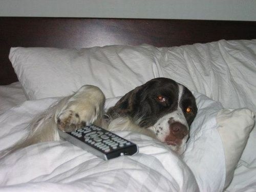 watching tv funny dog picture