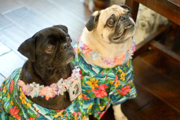 wearing hawaiian shirts everyday but never been to hawaii funny dog pictures