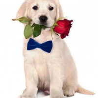 white labrador retrievers with rose picture