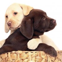 white n black labrador retrievers puppies hugging