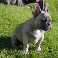 why so serious Chocolate French Bulldog picture