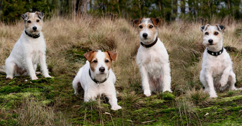 Russell Terrier Low Maintenance Dog Breed