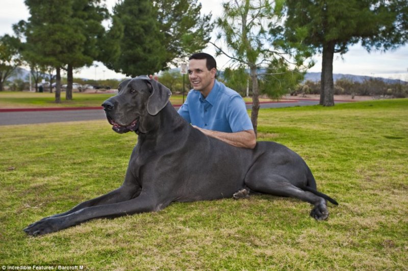 big black dog with owner picture