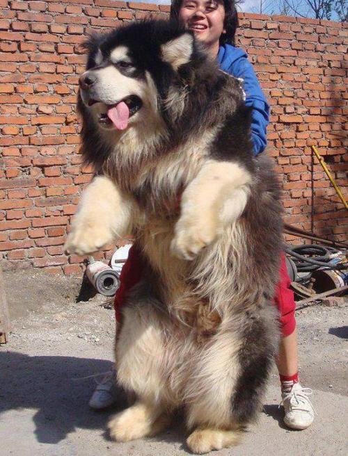 Big dog standing picture