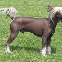 chinese crested that stay small dog bred