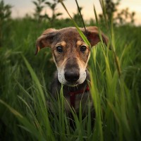 cute dog profile pictures