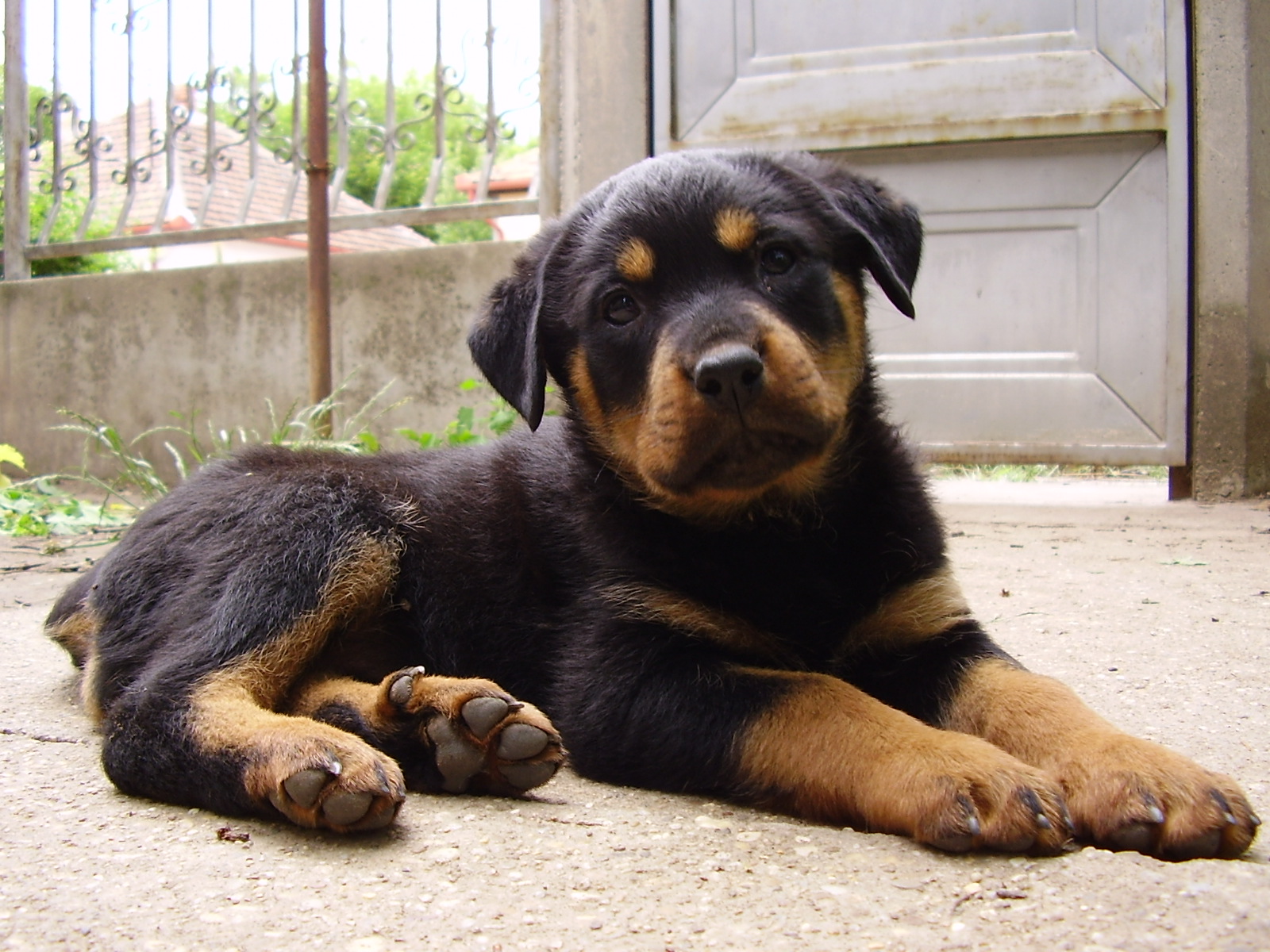 Cute Rottweiler Dog Breed Picture