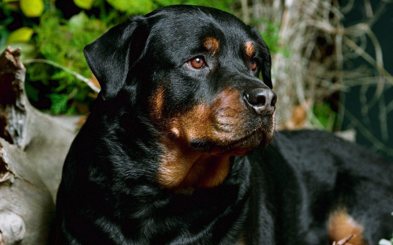 Dogs Rottweiler Relaxing Picture