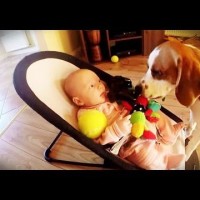 funny dog and human pictures