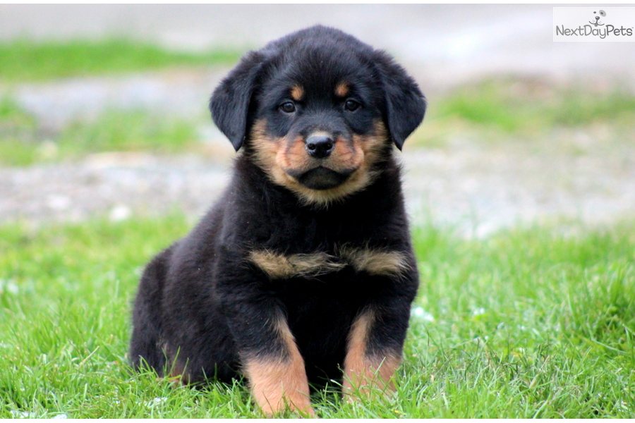 male rottweiler picture