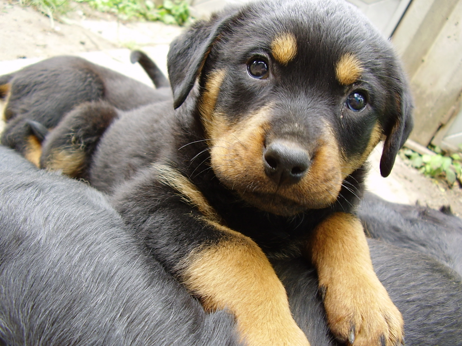 nice and cute Rottweiler dog breed picture