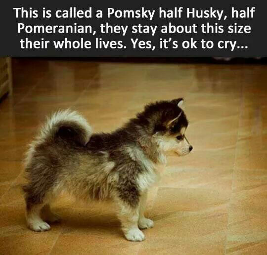 pomsky half husky dog picture