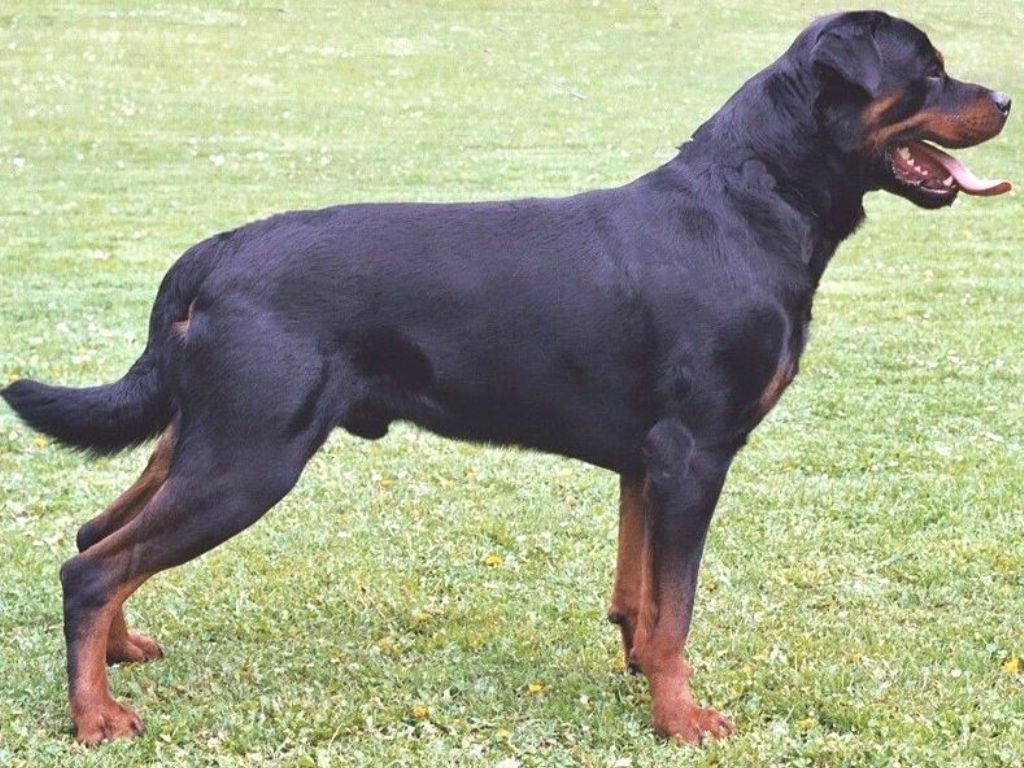 Rottweiler Dog in the garden picture