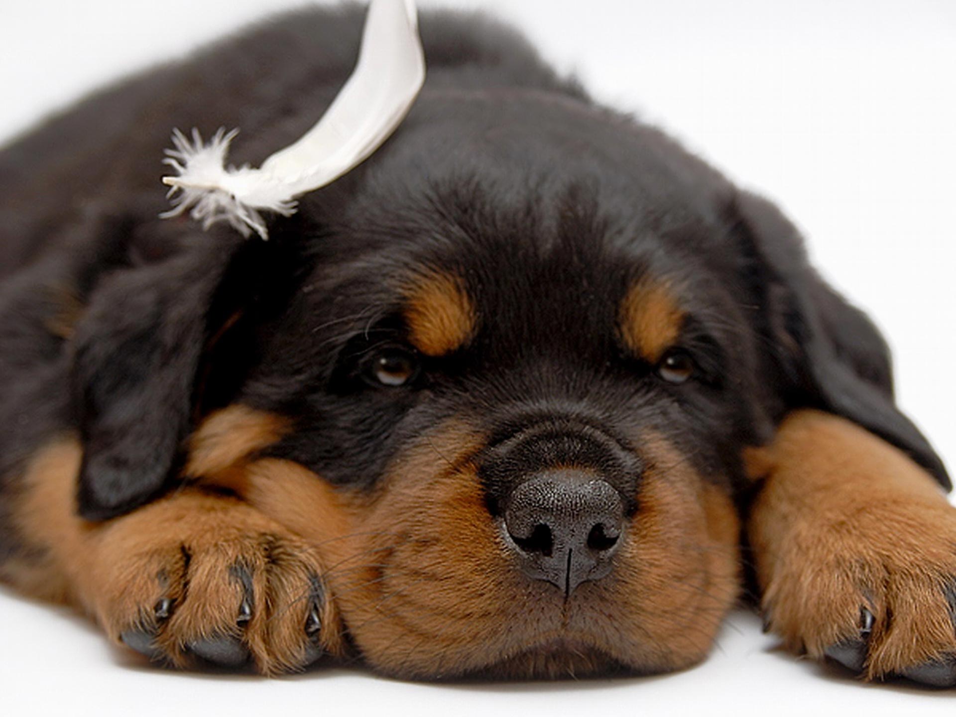 rottweiler dog pictures gallery