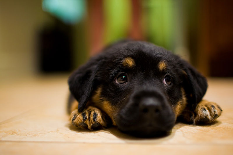 Rottweiler Puppy alone at home picture