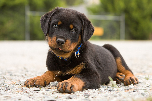 Rottweiler Puppy Images Picture