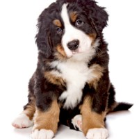 Adorable-bernese-puppies-dog-breed-wallpaper