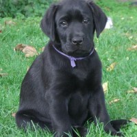 Adorable-black-lab-puppy-dog-breed-wallpaper