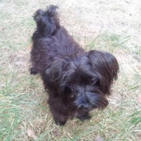 Adorable-black-maltese-puppies-dog-breed-wallpaper