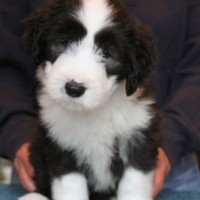 Adorable-border-collie-puppies-dog-breed-wallpaper