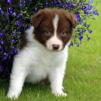 Adorable-border-collie-puppy-dog-breed-wallpaper