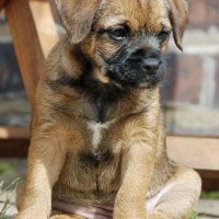 Adorable-border-terrier-puppies-dog-breed-wallpaper