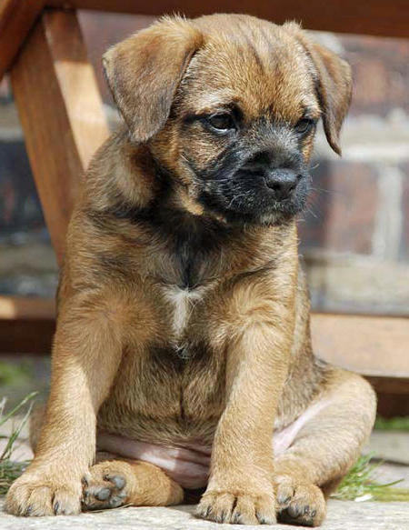 Adorable-border-terrier-puppies-dog-breed-wallpaper