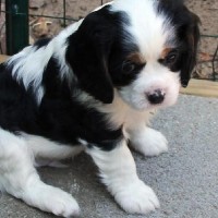 Adorable-cavalier-king-charles-spaniel-puppies-dog-breed-wallpaper