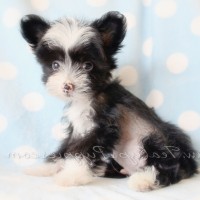 Adorable-chinese-crested-breeders-dog-breed-wallpaper