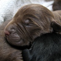 Adorable-chocolate-labs-puppies-poster