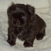 Adorable-chocolate-shih-tzu-puppies-dog-breed-wallpaper
