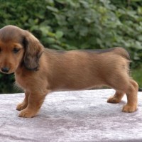 Adorable-dachshund-puppies-dog-breed-wallpaper
