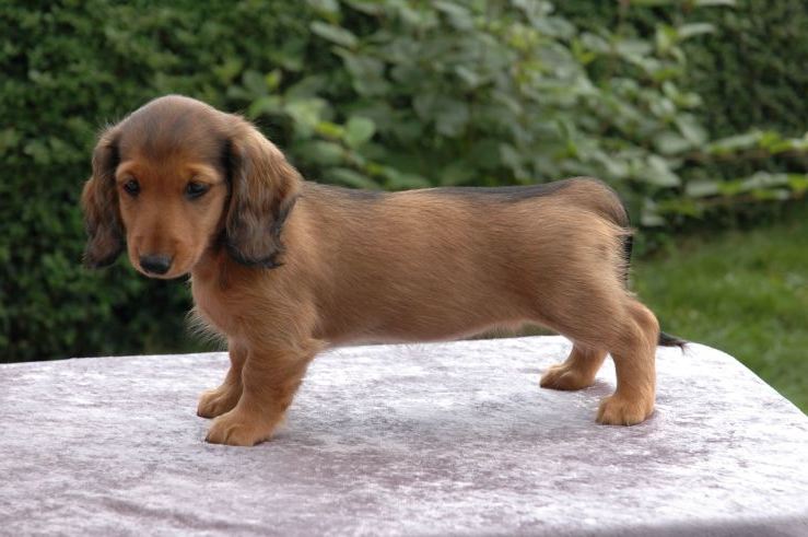 Adorable-dachshund-puppies-dog-breed-wallpaper