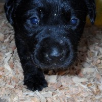 Adorable-english-black-lab-puppies-dog-breed-wallpaper
