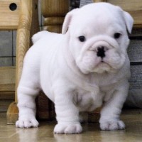 Adorable-french-bulldog-picture