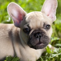 Adorable-french-bulldogs-puppies-poster