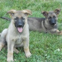 Adorable-german-shepherd-pedigree-dog-breed-wallpaper