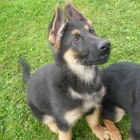 Adorable-german-shepherd-puppies-for-adoption-wallpaper