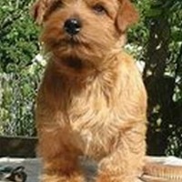 Adorable-golden-retriever-puppies-poster