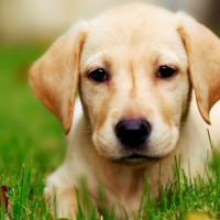Adorable-golden-retriever-puppy-wallpaper